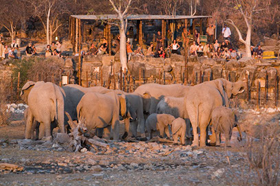 A group of Elephants feeding while Tourists are enjoying the sight