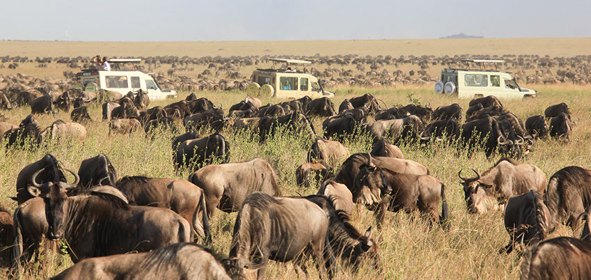 A huge herds of Wildebeest in east-africa