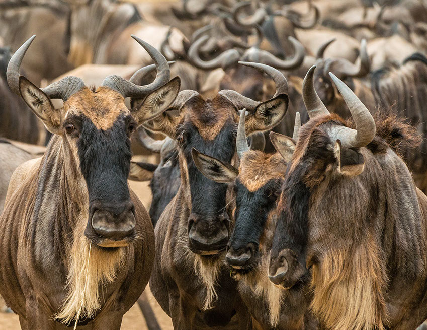 A group of Wildebeest Animals in Africa