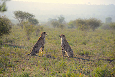 An Image of two seating chetahs at Meru National Park in Kenya