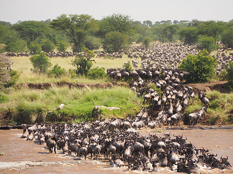The famous wildebeest migration in serengeti national, tanzania