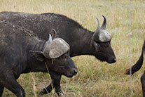 Africa buffaloes moving in the Katavi national park grass lands.