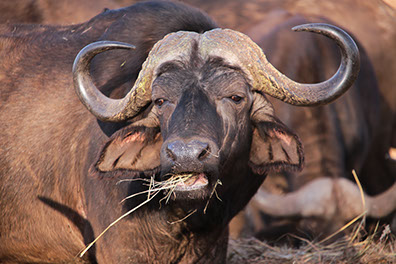 An african buffalo grazzing in the ngorongoro conservation area in tanzania