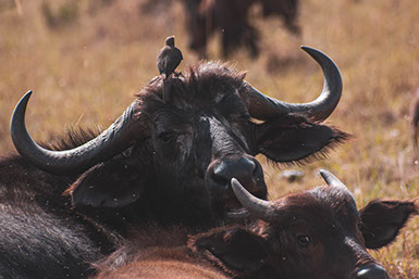 African Buffalo, a member of the Big Five at Saadani national park, tanzania