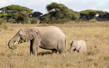 An Elephant and a young one in Kidepo valley national park, Uganda