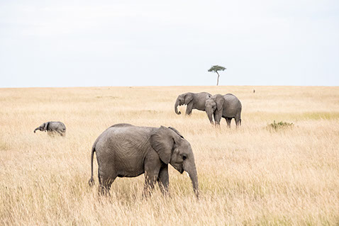 Addo Elephant National Park in South Africa is home to more than 600 elephants