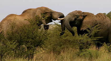 two male elephants fighting in the grass-lands of Saadani national park, tanzania