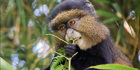 A Rare Golden Monkey feeding on tree branches in Mgahinga Gorilla National Park