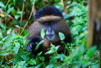 A unique golden monkey within tree branches in Mgahinga Gorilla national park
