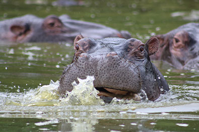 Hippos in water at Ndere Island National Park in Kenya