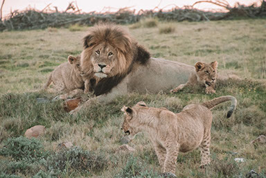 A Lion and cubs playing in Hwange National Park, Zimbabwe