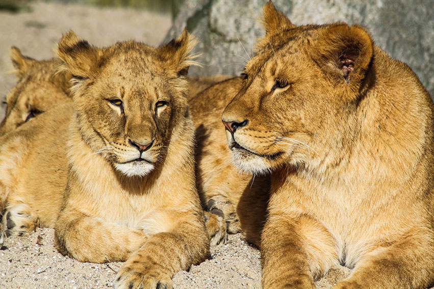 African Lions resting