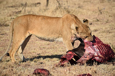 A lion feeding on prey in queen elizabeth national park, uganda