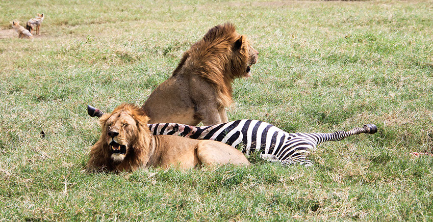 Two African Lions feeding on a zebras
