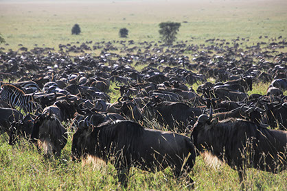 the incredible wildebeest match in the serengeti national park grasslands, tanzania