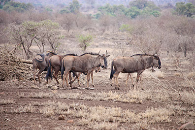 A Herd of Wildebeests at Mikumi national park feeding
