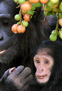 This tourism event gives you the opportunity to track and live close to Chimpanzees.