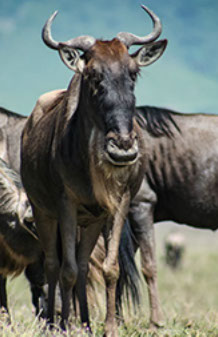 The Great Wildebeest Migration wild thrill in the Serengeti in Tanzania