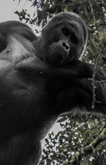Mgahinga Gorilla National Park is a Gorilla destination national park in southwestern Uganda