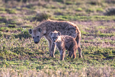 Beautiful Image of a hyena and a cub at Ruma national park in Kenya
