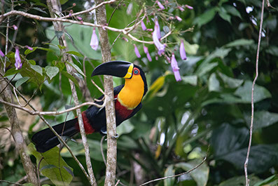 A rare bird species in the forests of Rwenzori Mountains National Park