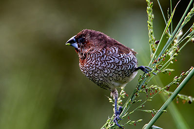 An Image of a bird on a grass branch at Meru National park in Kenya