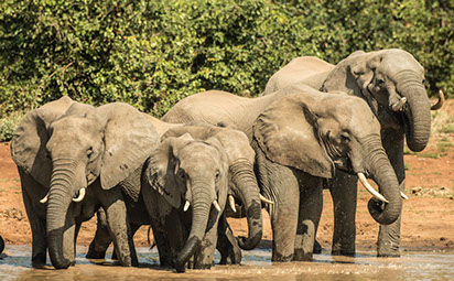 An image of elephants taking water in a water body at Tsavo East National Park