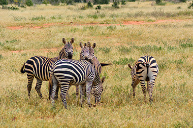 a group of zebras feeding in the grass lands in Arusha National Park 