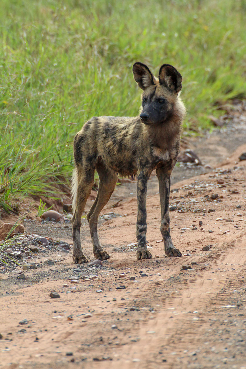 African Wild Dogs are also called Painted Dogs/Wolfs and have satellite dish like ears