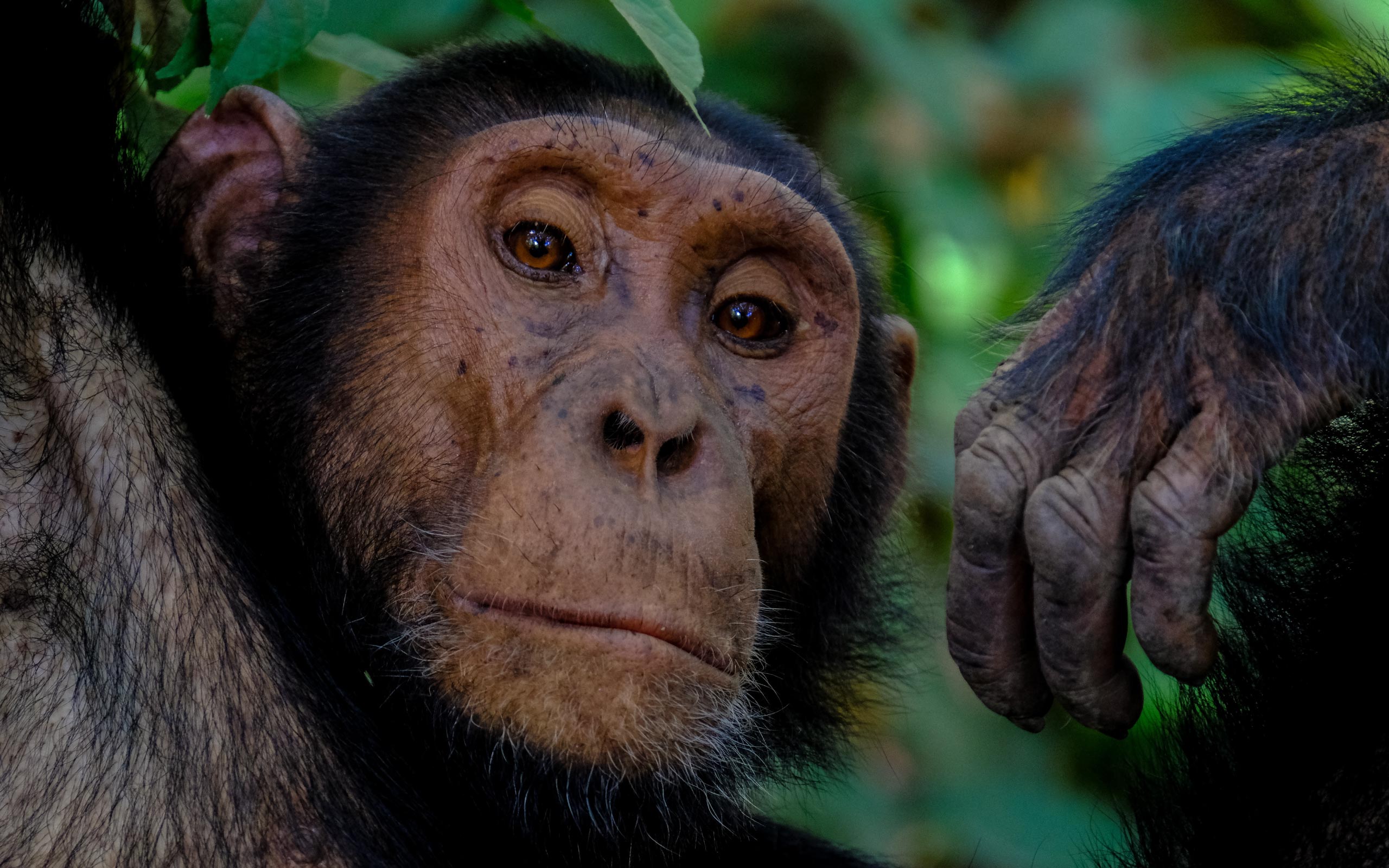 The Chimpanzee (Chimp)! Visit Africa