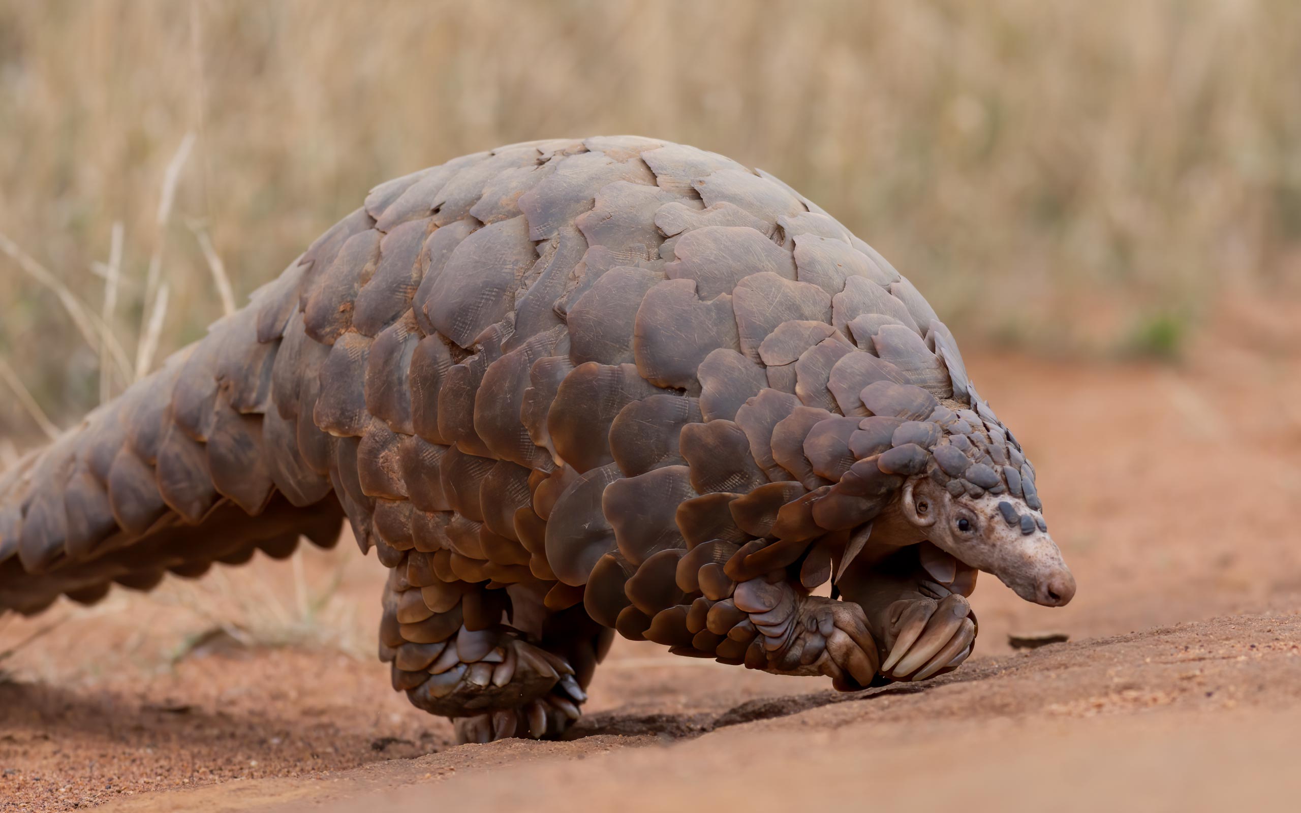 The African Pangolin! Visit Africa