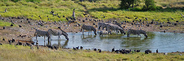 Wildlife! A group of Zebras drinking water