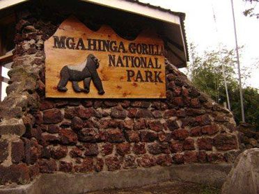Mgahinga Gorilla National Park is home to mountain gorillas and unique golden monkeys