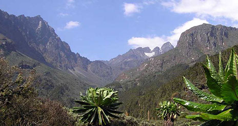 An Image of vegetation cover on Mount Longonot National Park in Kenya