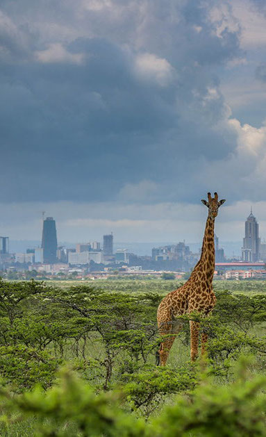 Kenya has the only city national park in the world, in Nairobi National Park