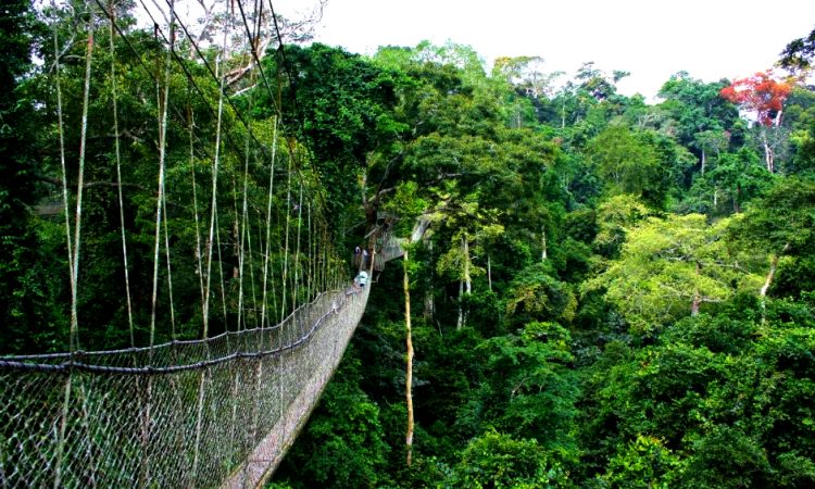 An image of Nyungwe National Park's crossing tree bridge