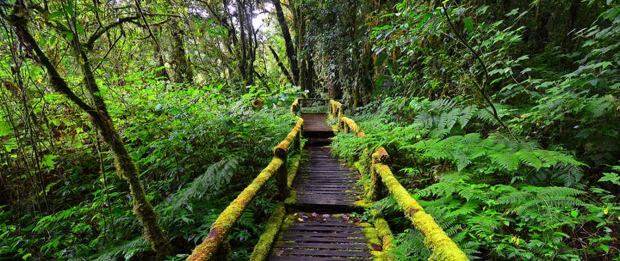 Nyungwe National Park is Rwanda's nature park, a hotspot for different plant species and plenty of primates and bird species
