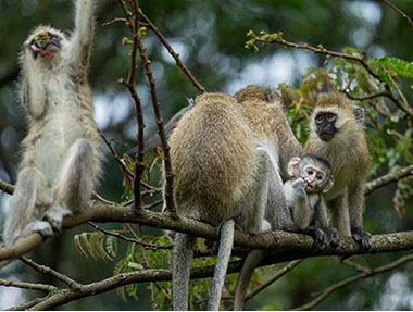 Nyungwe National Park is a hotspot for primates in the East and Central African region