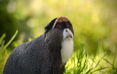 De Brazza’s monkey is a key part of Saiwa Swamp National Park in Kenya