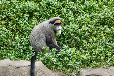 De Brazza’s monkey in Saiwa Swamp National Park, Kenya