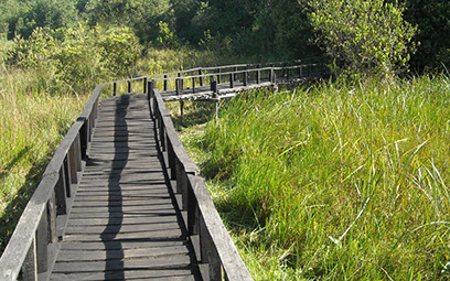 Image of Saiwa Swamp National Park scenery 