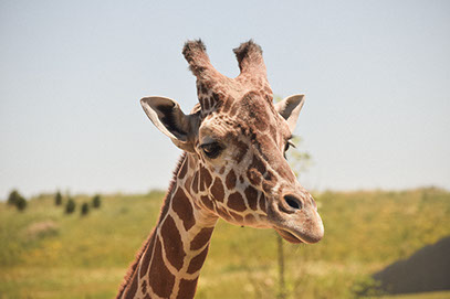 An Image of a Giraffe at Amboseli National Park in Kenya