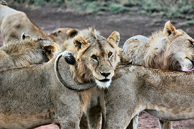 Tsavo East national park image of a group of lions