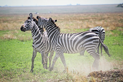 A vibrant image of Zebras at Nairobi National Park in Kenya