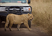 A lion crossing the road infront of a tour vehicle in murchison falls national park