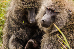 two primates pictured sitting in Mgahinga Gorilla national park