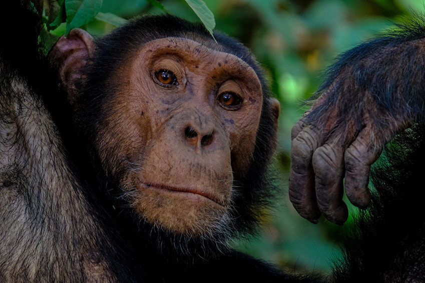 Chimpanzees mainly live in the tropical forests of central africa and Uganda in the eastern parts of Africa