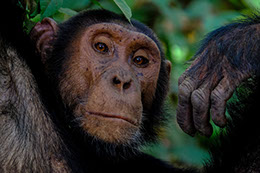 Lake Mburo national park and Kyambura Gorge are hot spots for primates in Uganda