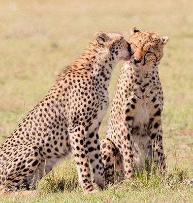 Image of Chetahs at Hell's Gate National Park in Kenya