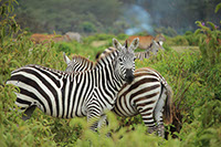 Zebras enjoying feeding in Lake Mburo National Park